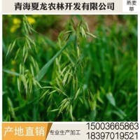 燕麥草 養(yǎng)殖場(chǎng)燕麥草 牛羊、兔子、荷蘭豬和豚鼠寵物牧草