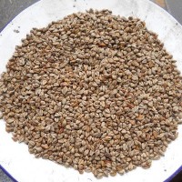 產(chǎn)地直銷100斤/袋苦蕎麥 釀酒苦蕎麥，燒酒蕎麥?zhǔn)称肥w麥 不包郵