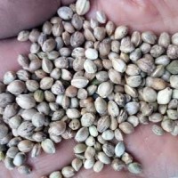 80斤/袋鳥食線麻子、鳥料火麻仁、油料火麻仁 花肥線麻子運(yùn)費(fèi)到付