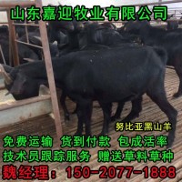 黑山羊價(jià)格 黑山羊苗大量批發(fā) 山東養(yǎng)殖場 山羊 波爾山羊白山羊