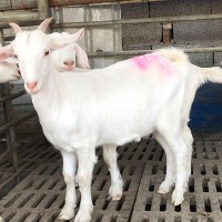 回收白山羊 美國白山羊價(jià)格走向 白山羊 羊羔免費(fèi)運(yùn)輸 育肥白山羊
