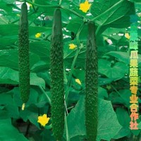 供應(yīng)原產(chǎn)地黃瓜，品質(zhì)高口感脆