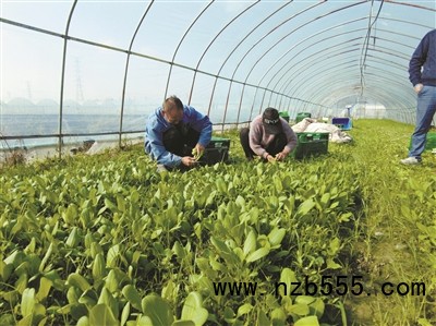 種植基地里，種植戶忙著采收蔬菜。