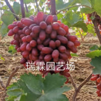 長(zhǎng)?？巳鹕咸衙?木果樹(shù)苗木批發(fā) 葡萄苗樹(shù)葡萄樹(shù)苗
