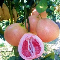 柚子苗樹(shù)苗南方種植嫁柚子苗當(dāng)年結(jié)果盆栽地栽四季庭院果樹(shù)苗