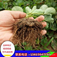 【草莓】草莓批發(fā) 甜寶草莓 章姬草莓 甜寶 奶油草莓 現(xiàn)挖現(xiàn)賣(mài)