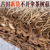 未開傘茶樹菇干貨特產(chǎn) 古田福建不開傘茶樹菇500g食用菌農產(chǎn)品