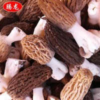 產地批發(fā)種植食用菌 新貨羊肚菌批發(fā) 新鮮羊肚菌
