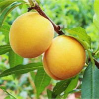 春美果園直發(fā)現摘黃桃水蜜桃新鮮水果 價優(yōu) 當季脆甜黃桃按件批發(fā)