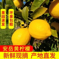果園直發(fā)安岳黃檸檬 新鮮皮薄多汁，包郵 帶箱稱重. 壞果包賠