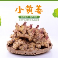 云南小黃姜新鮮蔬菜帶土老姜土姜嫩姜大塊小黃姜生姜基地現挖現發(fā)（價格面議）
