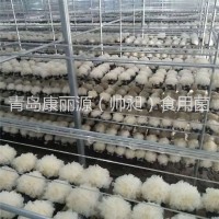 青島康麗源出口銀耳菌棒，銀耳菌包（日本雪耳）