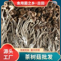 古田特產(chǎn)茶樹菇500g土楊樹菇不開(kāi)傘茶薪菇食用菌干貨柳松菇批發(fā)  10包起批