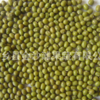 綠豆常年供應(yīng)，芽豆，商品豆，質(zhì)量保證 價格優(yōu)惠