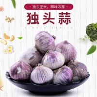 云南農家新鮮蔬菜紫皮大蒜獨頭蒜干大蒜白皮大獨蒜土蒜現貨直發(fā)（價格面議）