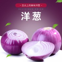 紫皮洋蔥新鮮洋蔥頭農家自種蔬菜紅皮大圓蔥個大 基地現挖現發(fā)（價格面議）
