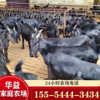 廣東養(yǎng)殖場 黑山羊幼崽 黑山羊肉羊批發(fā) 成年黑山羊價(jià)格