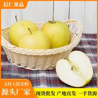 當季山東特產煙臺黃金奶油富士冰糖心帶箱10斤裝農場直供現(xiàn)摘現(xiàn)發(fā)
