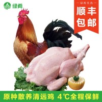 【一手三鳥】清遠散養(yǎng)太監(jiān)土公雞閹雞整只新鮮現殺扇雞走地雞肉批  4斤起批