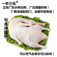 光鴨廣式白鴨打氣燒鴨白條鴨直供酒店飯?zhí)蒙坛迈r現殺批發(fā)可斬塊  5斤起批