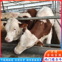 訂購肉牛改良牛 西門塔爾牛犢 夏洛萊牛苗價(jià)格 西門塔爾牛養(yǎng)殖場