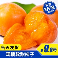 【順豐】正宗火晶柿子軟柿子糖心柿子當季水果應(yīng)季新鮮現(xiàn)摘代發(fā) 2斤起批