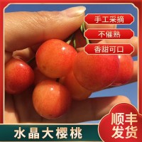代理水晶順豐新鮮水果批發(fā)煙臺(tái)美早大櫻桃大果大果5斤大連車(chē)?yán)遄? onmouseover=