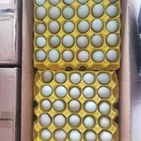 綠殼烏雞蛋，480枚/箱，凈重39-40斤，日撿日發(fā)