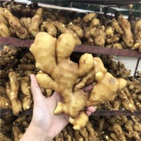 山東大姜新鮮生姜老姜月子專用姜生姜批發(fā)新鮮大姜現挖現賣