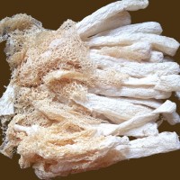 古田食用菌竹蓀 誠榮食用菌產家批發(fā) 干貨竹蓀5kg散裝批發(fā)