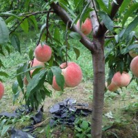 四川桃苗批發(fā)基地，國慶桃三年苗，品種保證基地直發(fā)