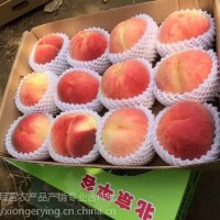 14號桃，平谷原產(chǎn)地直發(fā)，8月成熟大桃