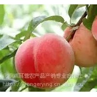 黃桃，平谷產(chǎn)地直發(fā)大桃，黃桃批發(fā)，代收