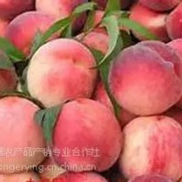 平谷大桃24號,土特產(chǎn)禮品盒，平谷大桃采摘園，批發(fā)大桃