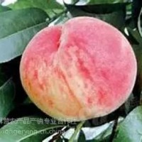 平谷大桃26號，平谷原產(chǎn)地直發(fā)，7月份成熟粘核、半離核