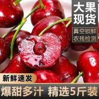 順豐包郵現(xiàn)貨美早大櫻桃甜國(guó)產(chǎn)車(chē)?yán)遄有迈r孕婦水果水果應(yīng)當(dāng)季