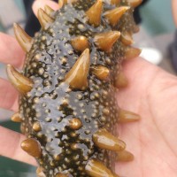 遼參刺參大連即食海參獨(dú)立包裝批發(fā)工廠批發(fā)個頭大肉質(zhì)飽滿