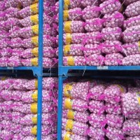 大量供應(yīng)山東大蒜，干蒜，鮮蒜、市場(chǎng)蒜。蒜米料，出口大蒜