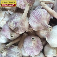 供應(yīng)金鄉(xiāng)大蒜 大蒜出口殘次品2kg 28元 ，不影響使用，美觀度欠，