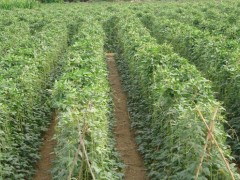 探豆角苗期用肥，選適宜肥料，促茁壯成長