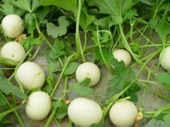 香瓜成熟期揭秘：從25天到80天，甜度背后的時間密碼