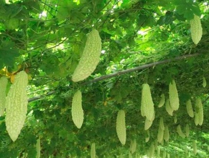 苦瓜增產(chǎn)秘籍：從田間到餐桌的豐收密碼