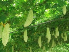 苦瓜增產(chǎn)秘籍：從田間到餐桌的豐收密碼